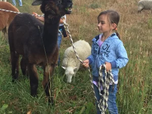 Alpaka-Wanderung mit Kindern