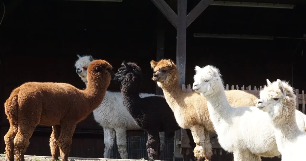alpakas vor dem stall in essen auf dem pferdekampshof