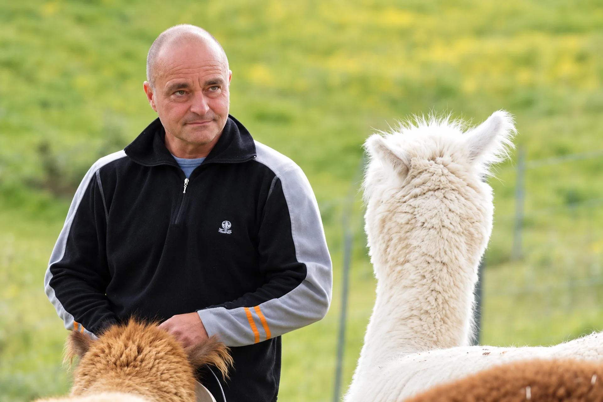 peter mit alpakas auf der weide
